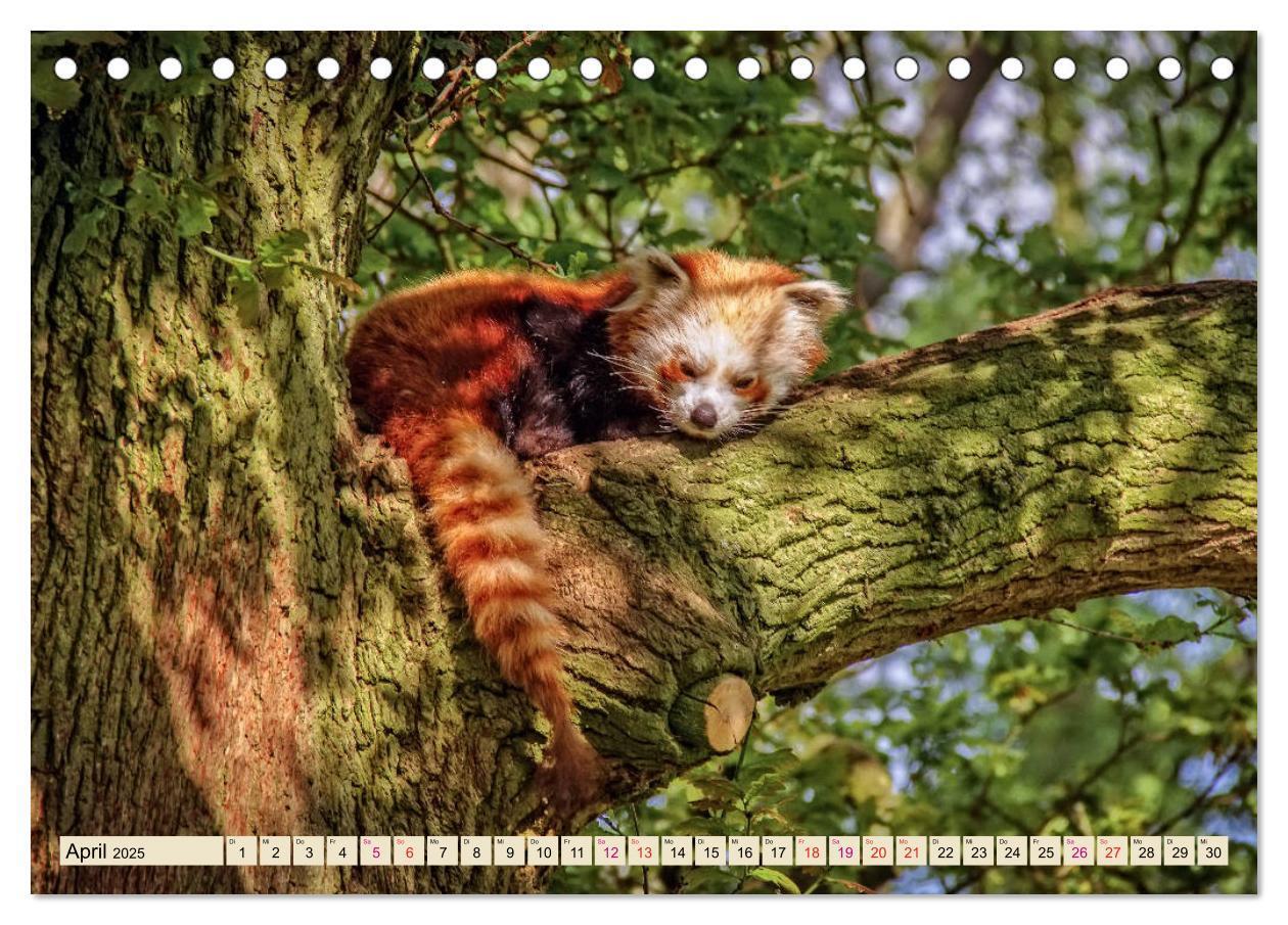 Bild: 9783435436101 | Kleiner Panda (Tischkalender 2025 DIN A5 quer), CALVENDO...