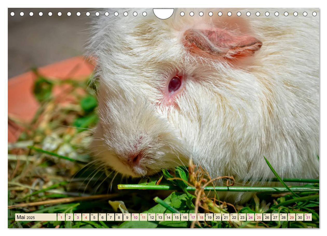 Bild: 9783435365272 | Meerschweinchen - so süß (Wandkalender 2025 DIN A4 quer), CALVENDO...