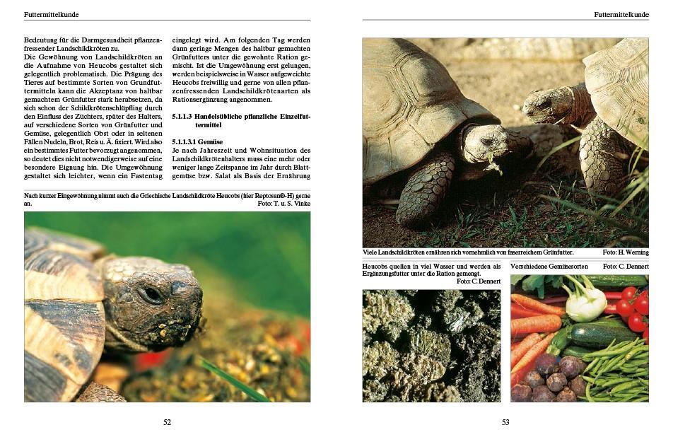 Bild: 9783866594838 | Ernährung von Landschildkröten | Carolin Dennert | Taschenbuch | 2022