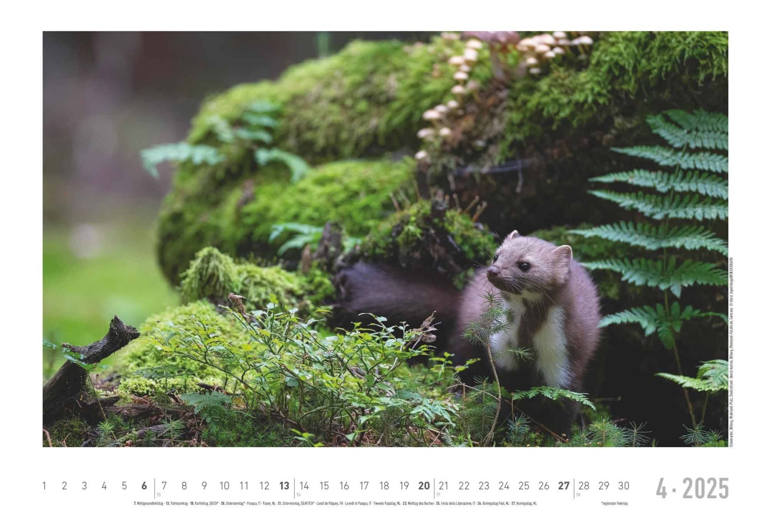 Bild: 4251732342197 | Lebensraum Wald 2025 - Bildkalender 49,5x33 cm - Tiere und Pflanzen...