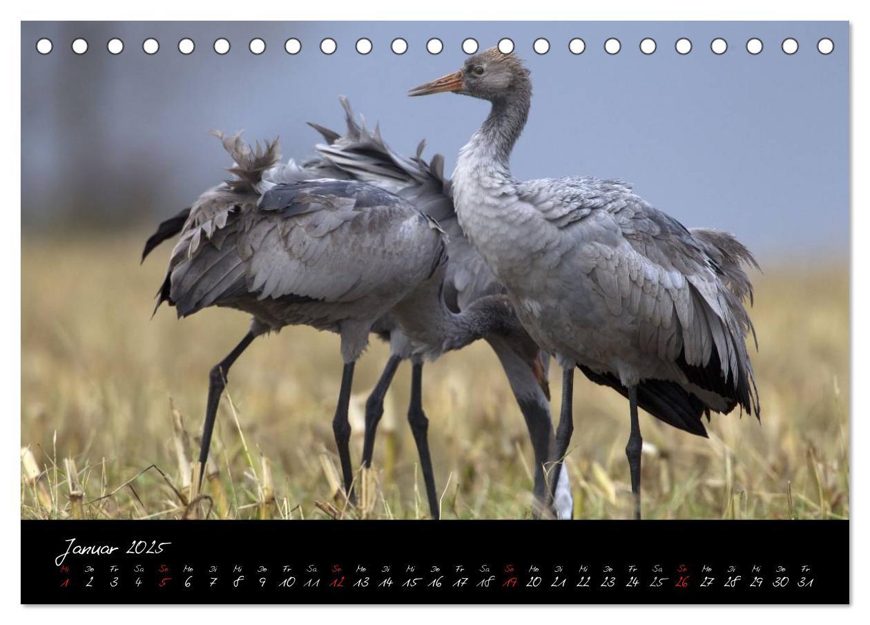 Bild: 9783435808489 | Kraniche - Vögel des Glücks (Tischkalender 2025 DIN A5 quer),...