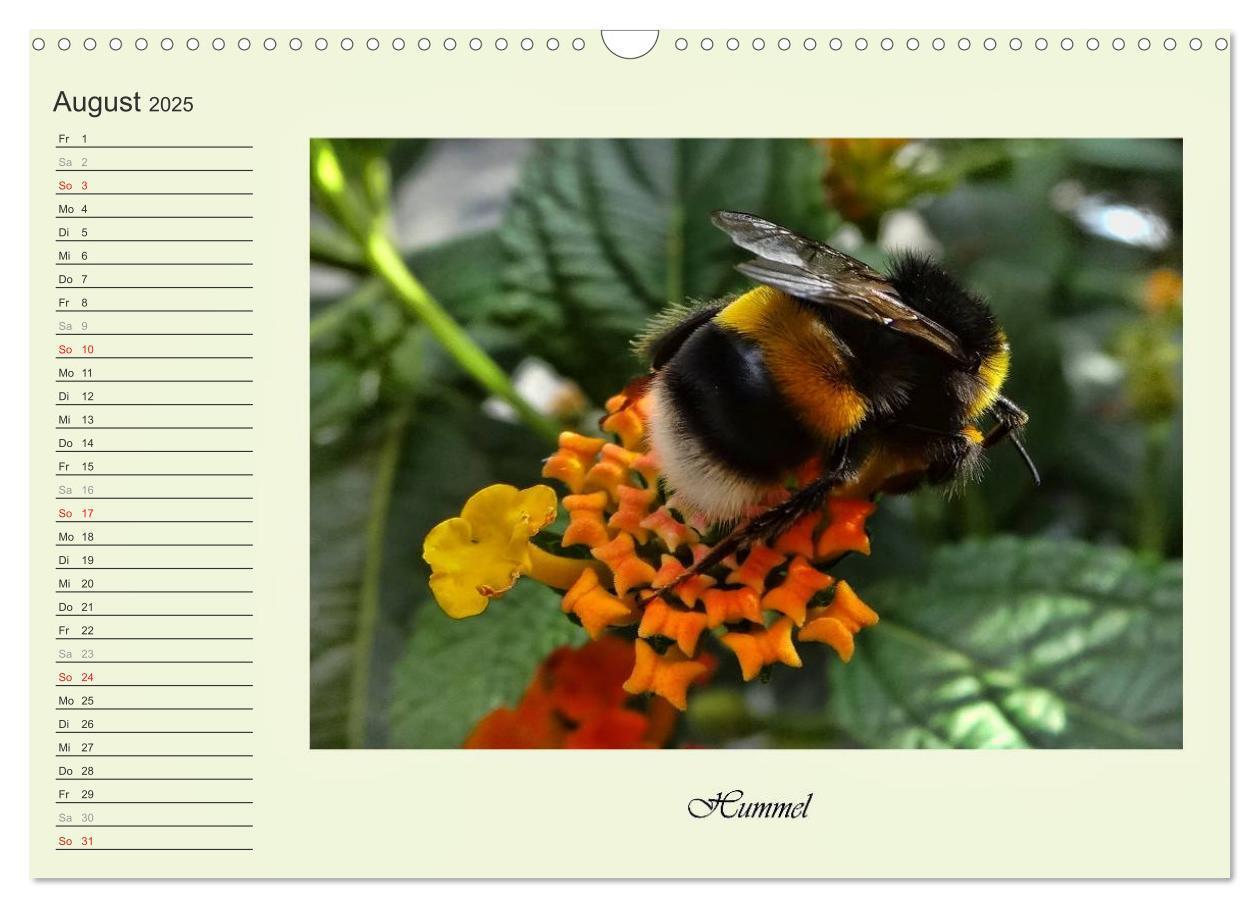 Bild: 9783435521821 | Blaue Holzbiene ¿ Hummel ¿ und Taubenschwänzchen. (Wandkalender...