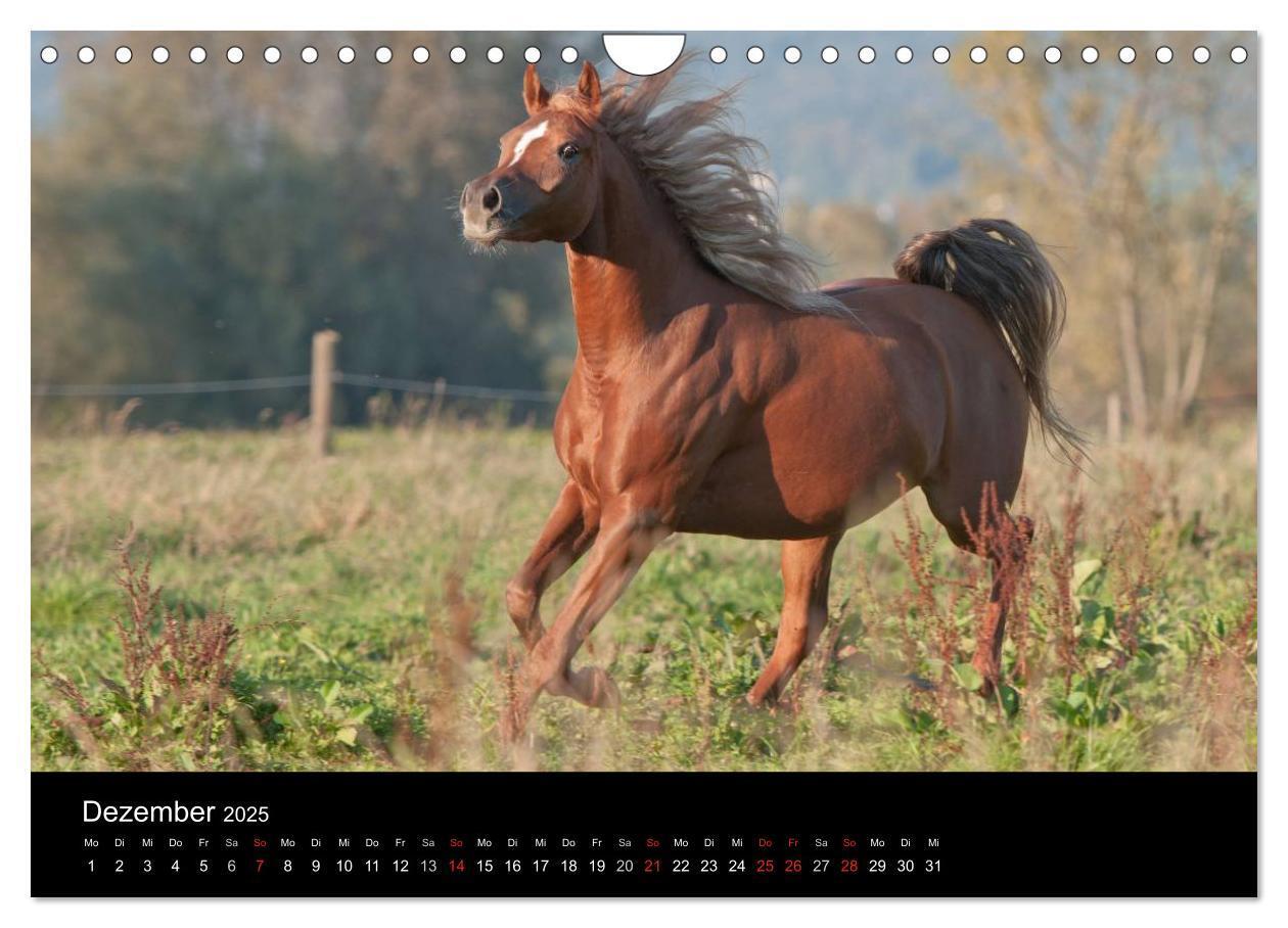 Bild: 9783435833429 | Pferdekalender (Wandkalender 2025 DIN A4 quer), CALVENDO...