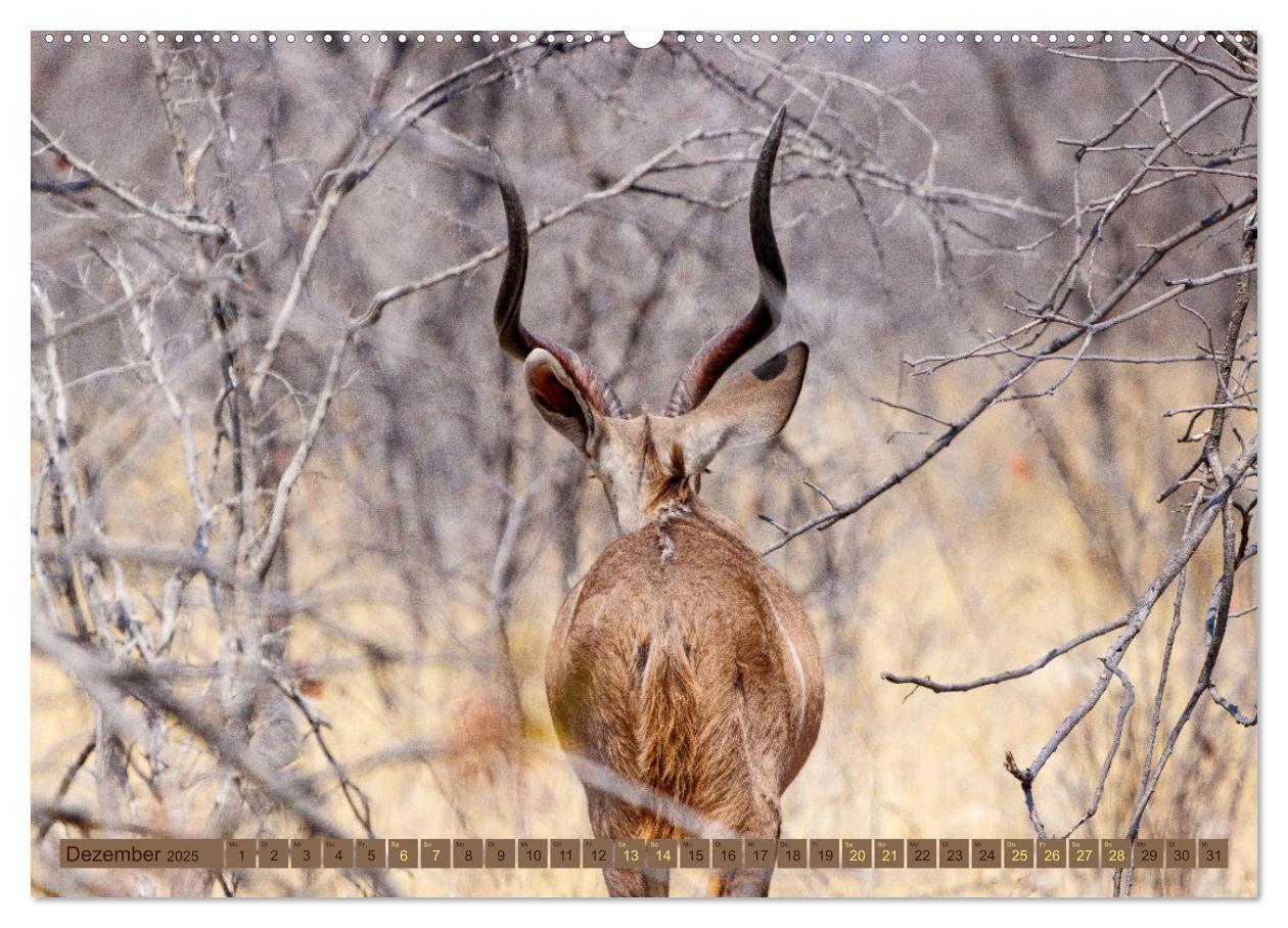 Bild: 9783383862526 | Wildlife Namibia - Etosha und Kalahari (Wandkalender 2025 DIN A2...