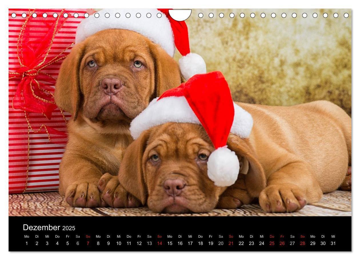 Bild: 9783435519361 | Bordeauxdoggen Welpen (Wandkalender 2025 DIN A4 quer), CALVENDO...