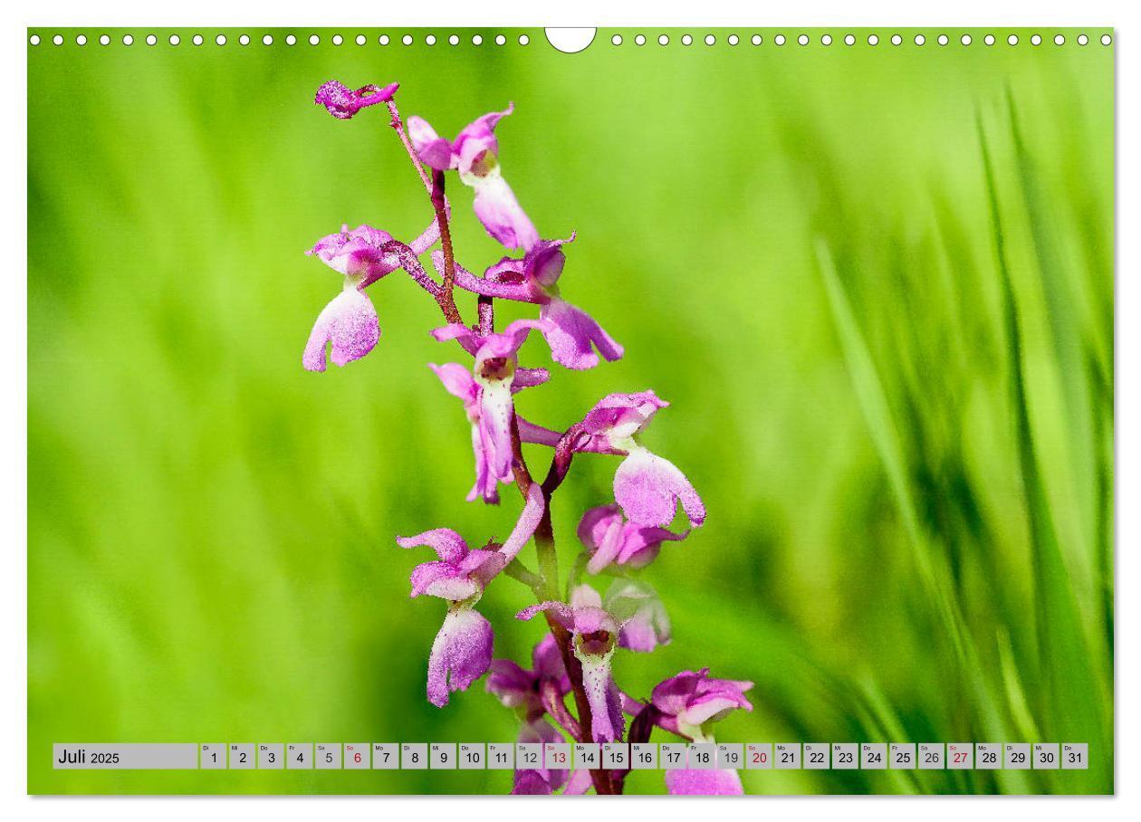 Bild: 9783435536528 | Orchideenwiese 2025 (Wandkalender 2025 DIN A3 quer), CALVENDO...