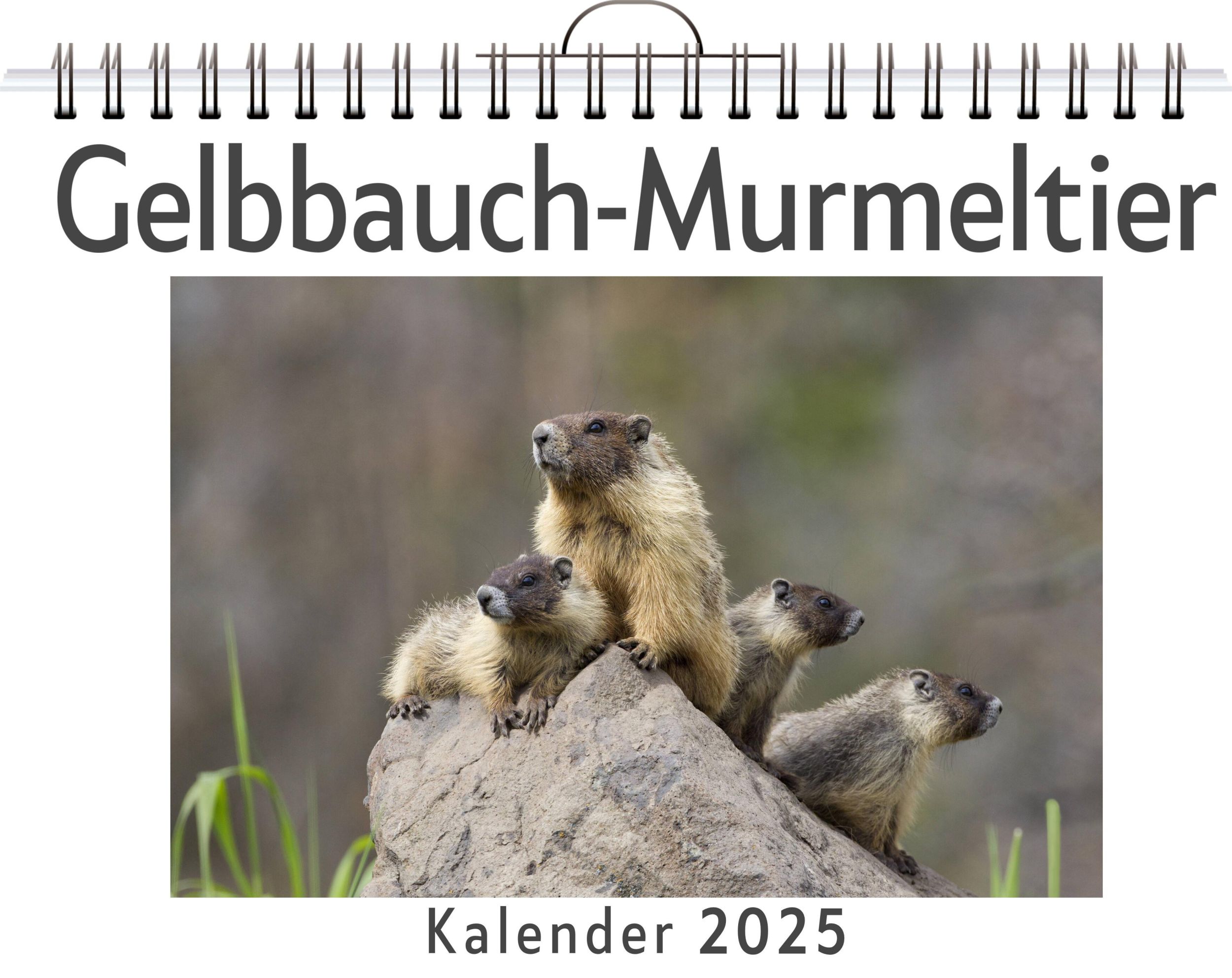 Cover: 9783759120816 | Gelbbauch-Murmeltier | Matteo Neumann | Kalender | Kalender | 14 S.