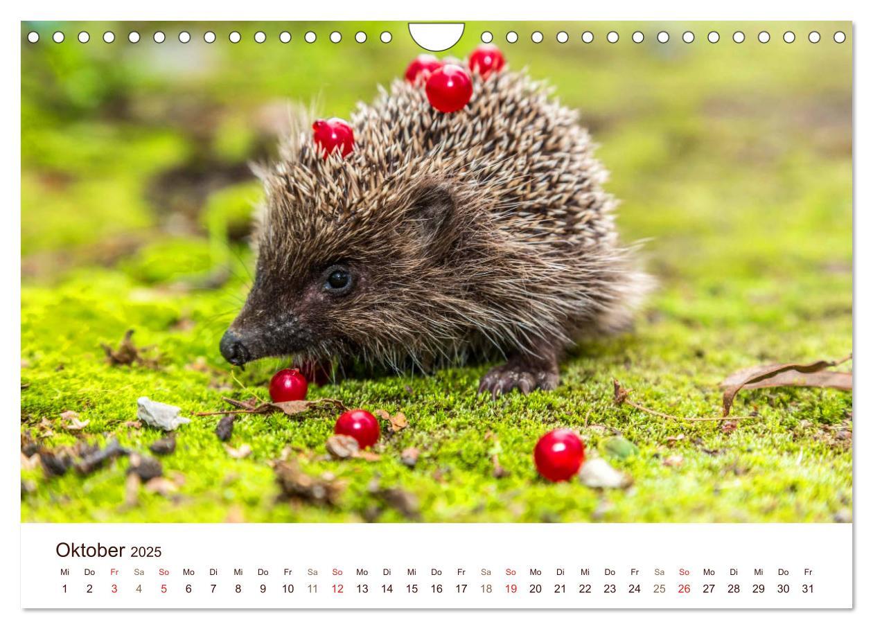 Bild: 9783435473052 | Igel 2025. Tierische Impressionen (Wandkalender 2025 DIN A4 quer),...