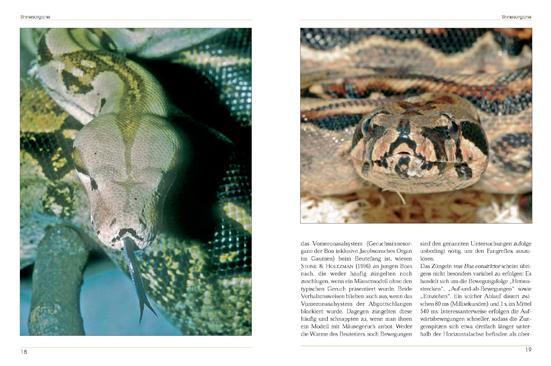 Bild: 9783931587574 | Boa constrictor | Stefan Binder | Taschenbuch | Terrarien Bibliothek