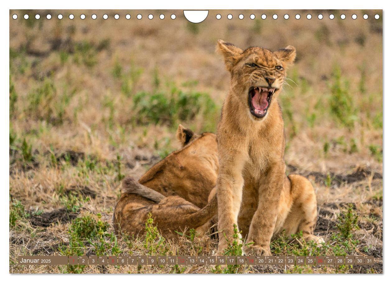 Bild: 9783435313501 | Wildlife Sambia (Wandkalender 2025 DIN A4 quer), CALVENDO...