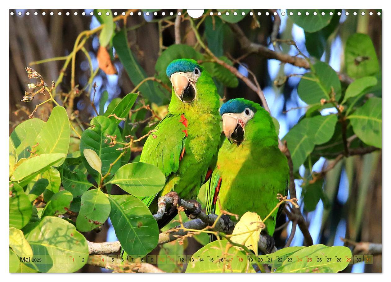 Bild: 9783435262809 | Aras im Pantanal (Wandkalender 2025 DIN A3 quer), CALVENDO...