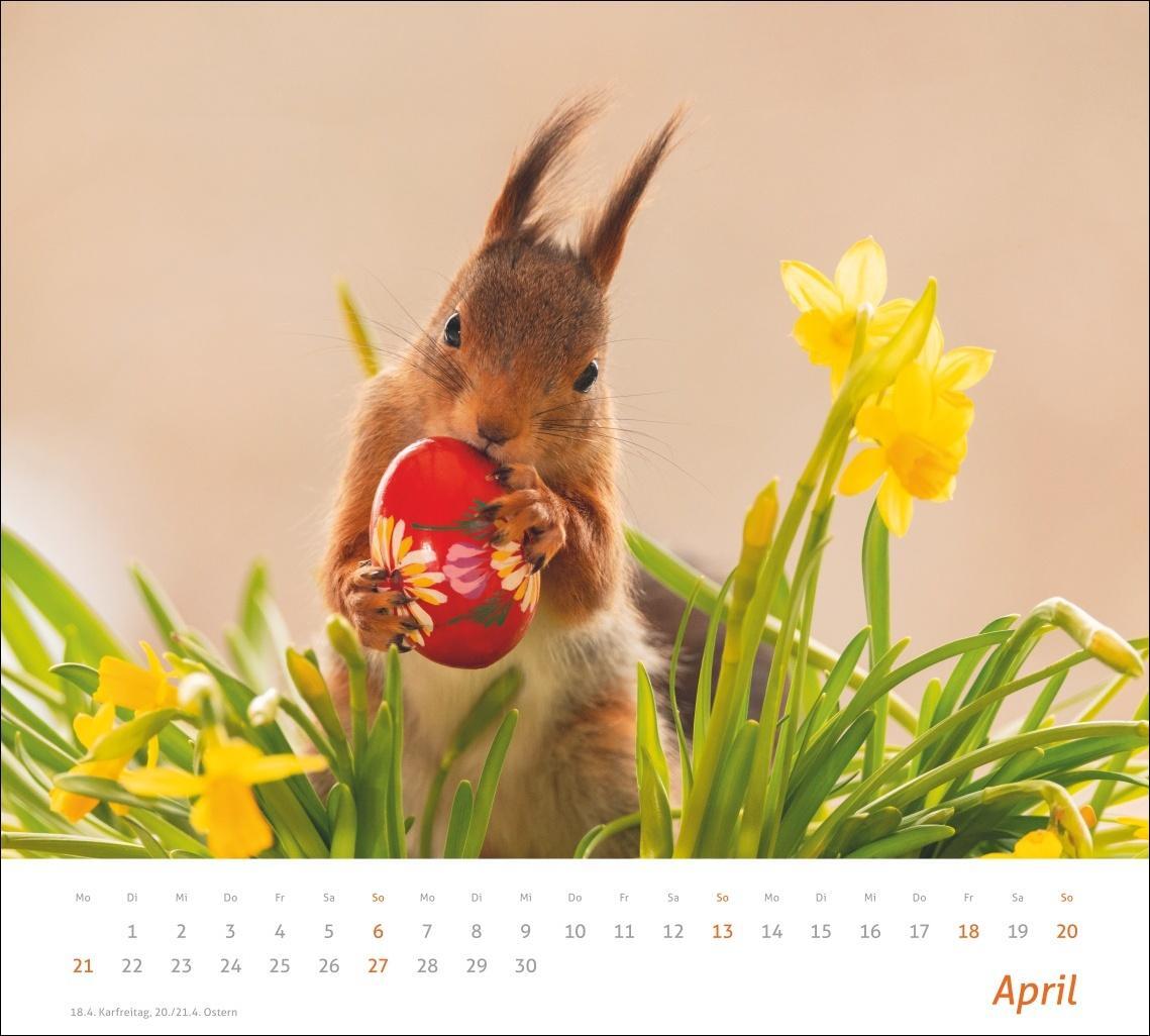 Bild: 9783756406869 | Eichhörnchen Bildkalender 2025 | Kalender | times&amp;more Kalender Heye