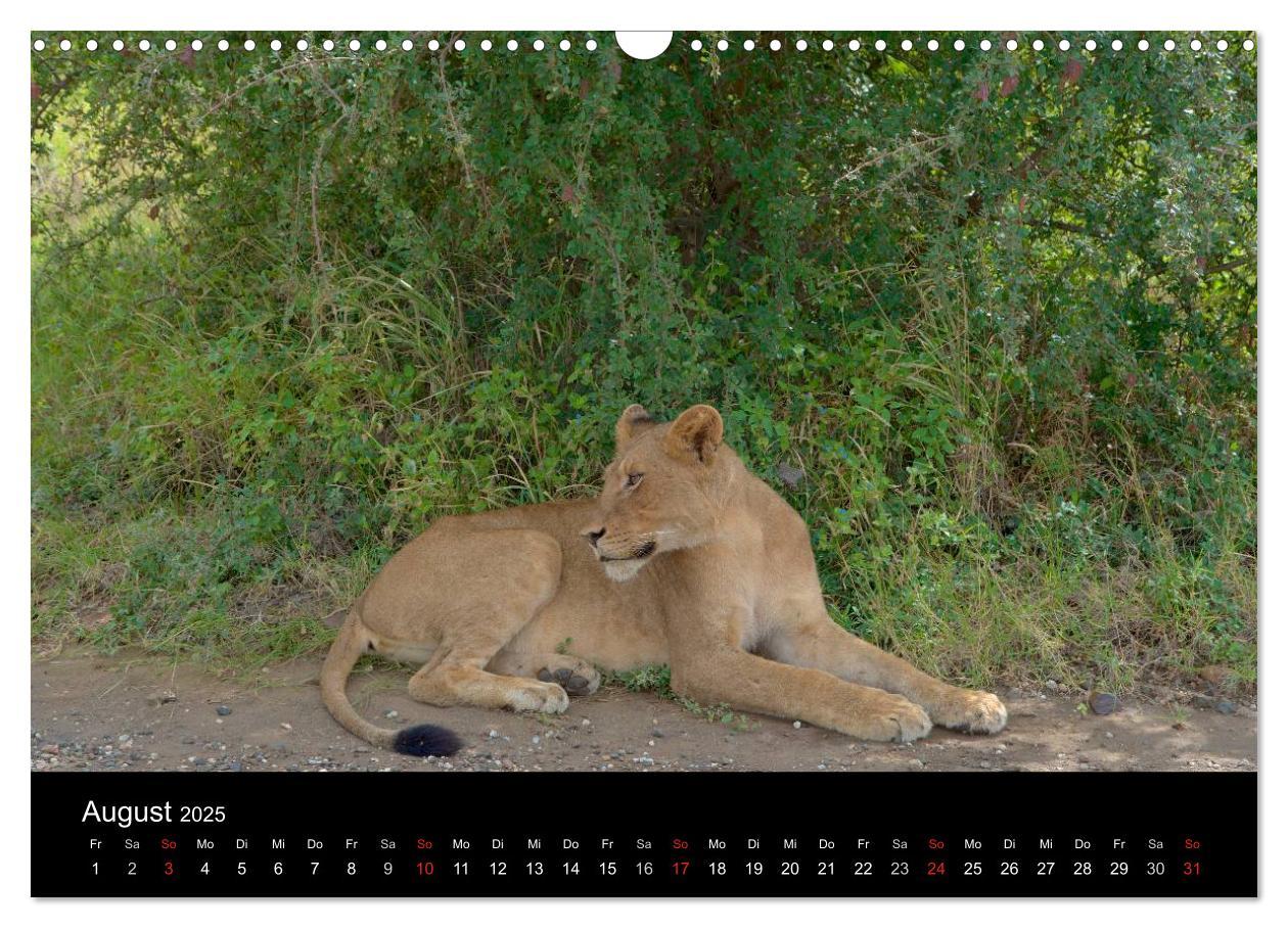 Bild: 9783435768967 | Krüger Nationalpark - Kalender 2025 (Wandkalender 2025 DIN A3...