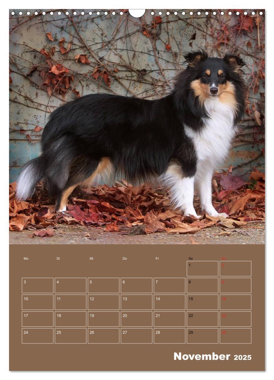 Bild: 9783457012932 | SHELTIES Herzensbrecher auf 4 Pfoten (Wandkalender 2025 DIN A3...