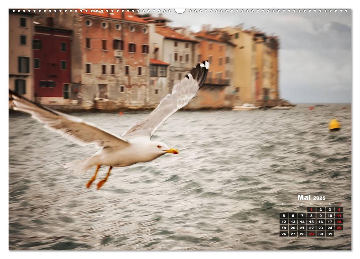 Bild: 9783435570232 | Wie ein Vogel in Rovinj! (Wandkalender 2025 DIN A2 quer), CALVENDO...