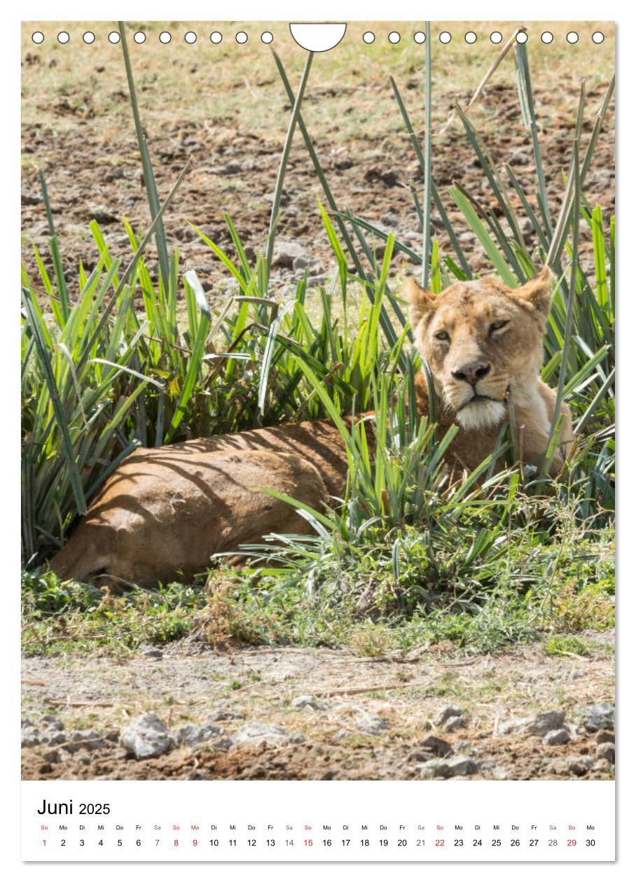 Bild: 9783435954438 | Serengeti Pur - Tansania (Wandkalender 2025 DIN A4 hoch), CALVENDO...