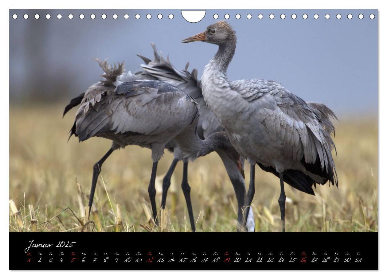 Bild: 9783435817054 | Kraniche - Vögel des Glücks (Wandkalender 2025 DIN A4 quer),...