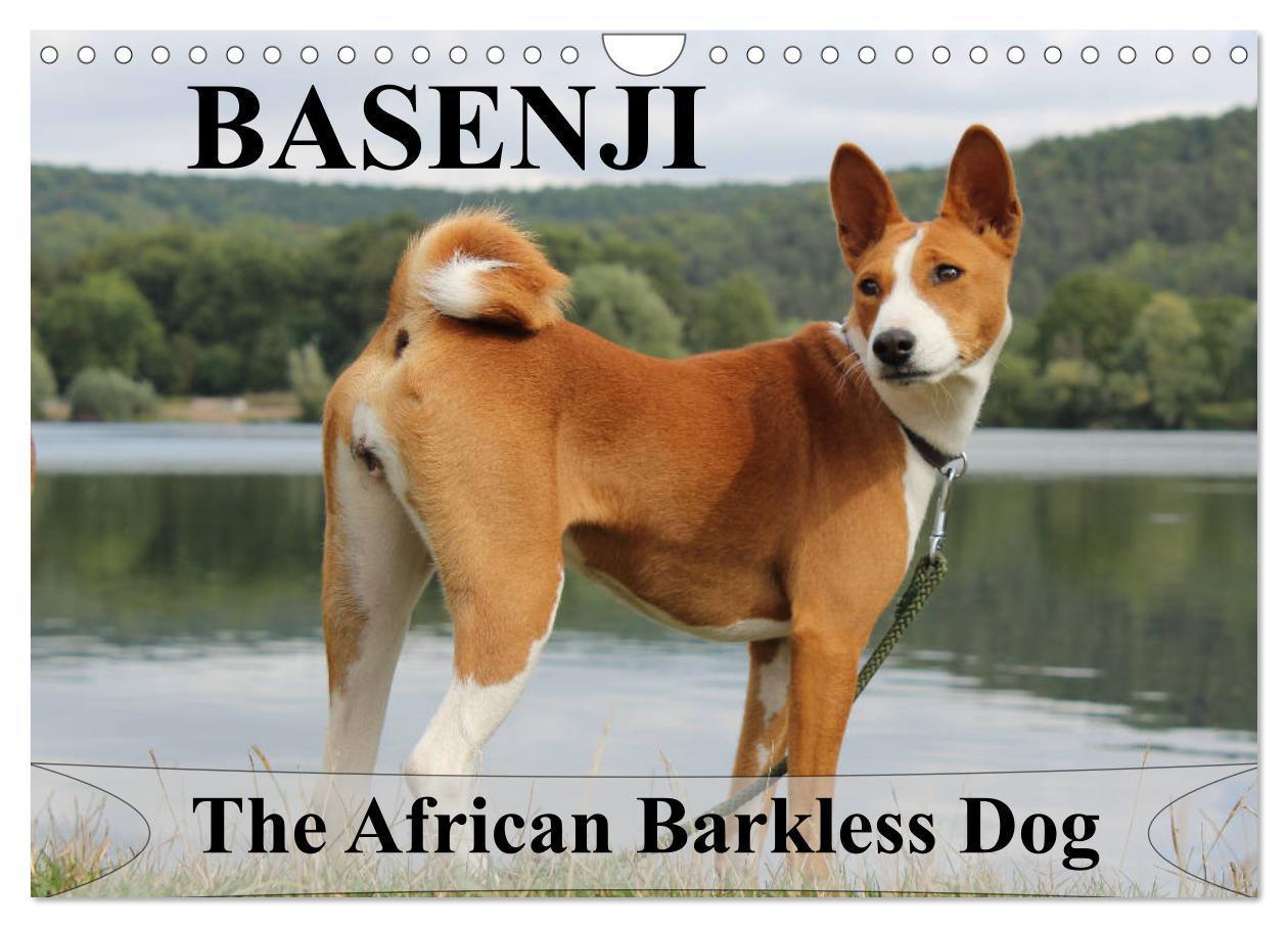 Cover: 9781325949748 | Basenji the African Barkless Dog (Wall Calendar 2025 DIN A4...