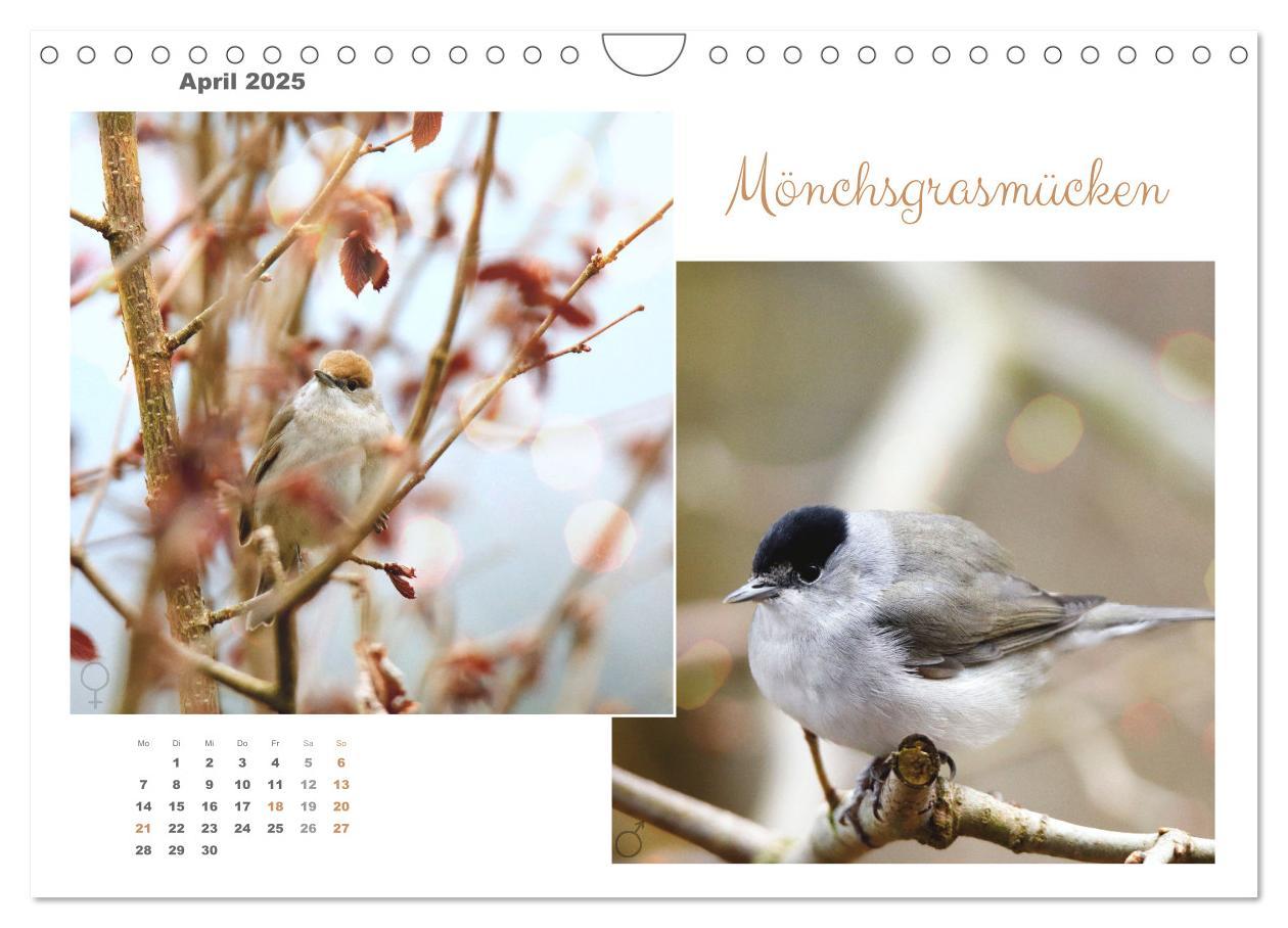 Bild: 9783435060269 | Vogel-Pärchen (Wandkalender 2025 DIN A4 quer), CALVENDO Monatskalender