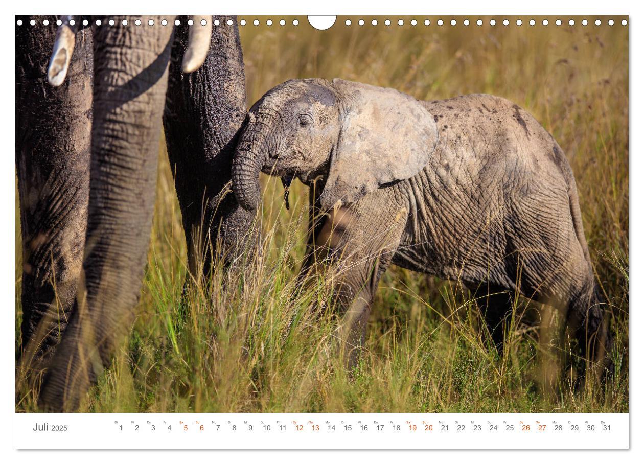 Bild: 9783435291960 | Safari Kenia (Wandkalender 2025 DIN A3 quer), CALVENDO Monatskalender