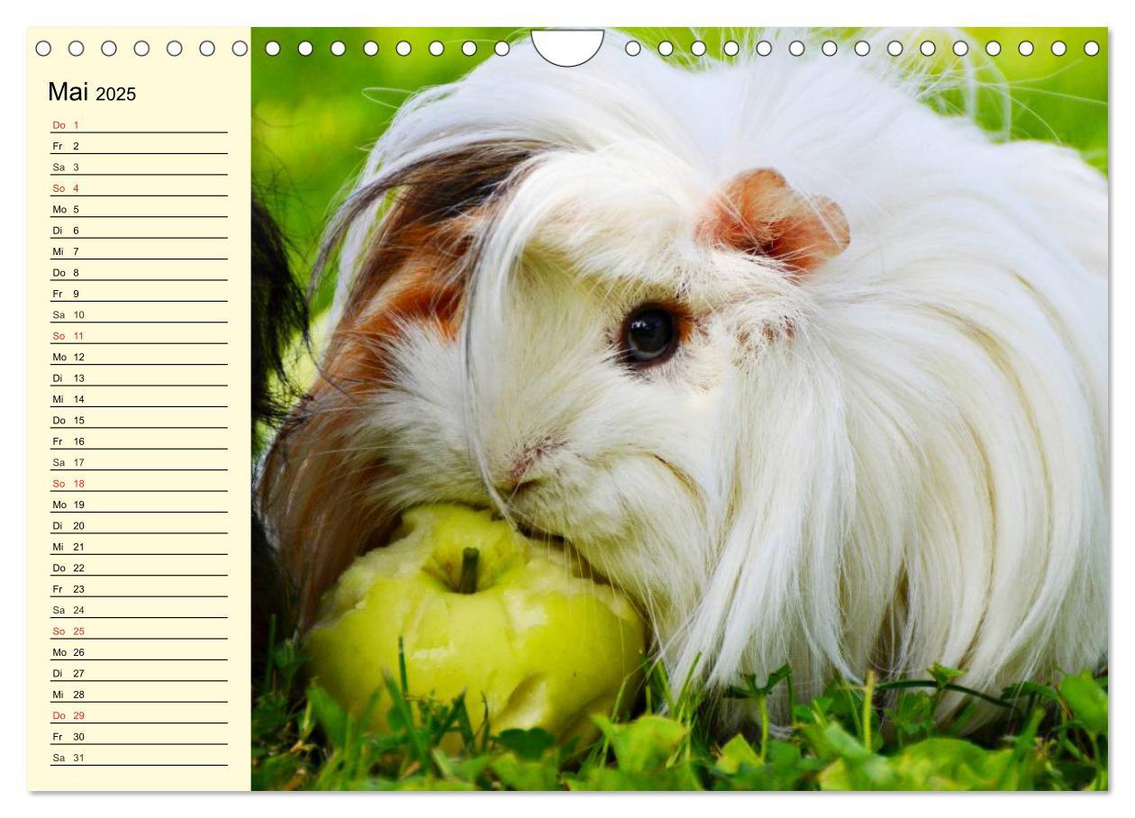 Bild: 9783435509621 | Meerschweinchen. Geliebte Nager (Wandkalender 2025 DIN A4 quer),...