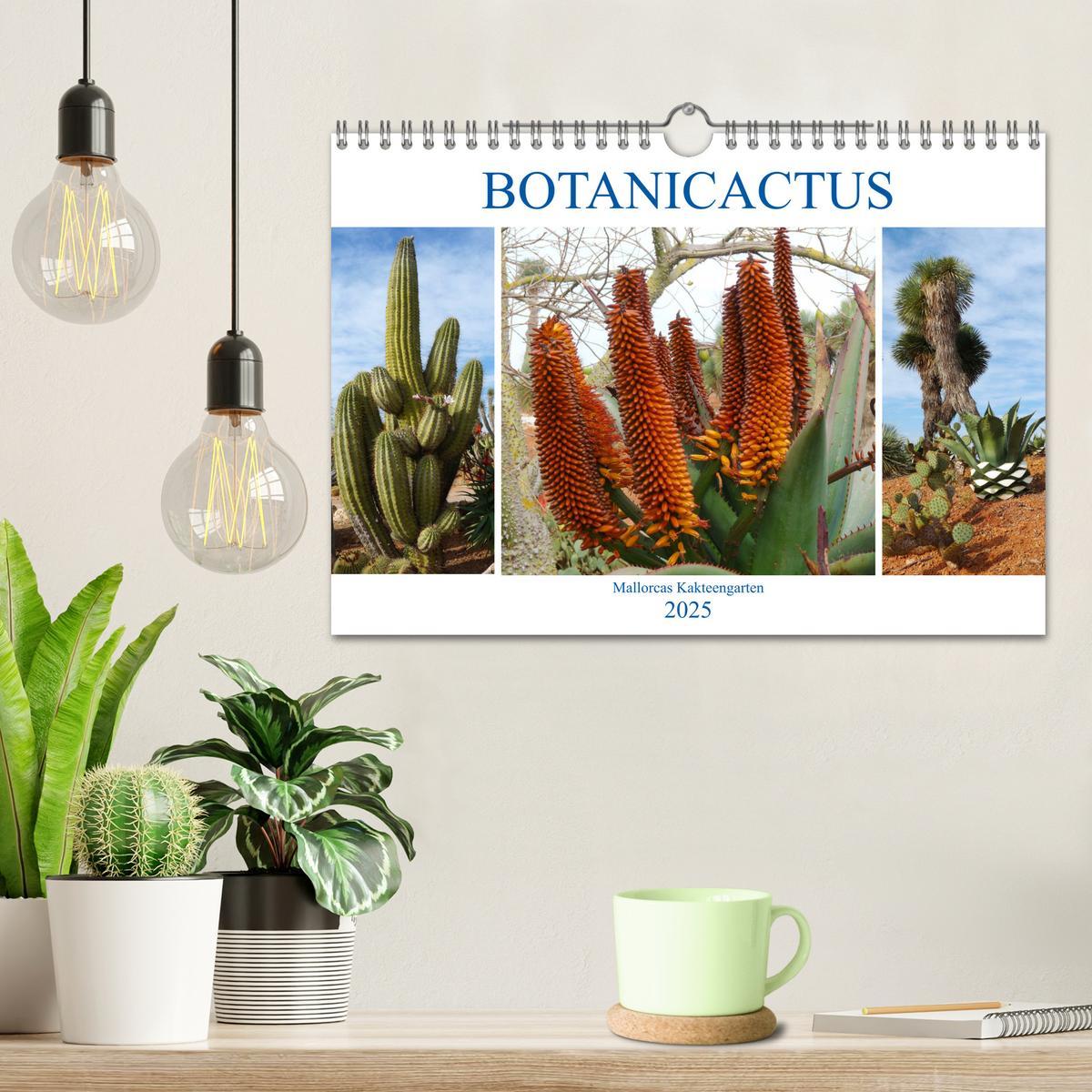 Bild: 9783435337064 | BOTANICACTUS Mallorcas Kakteengarten (Wandkalender 2025 DIN A4...