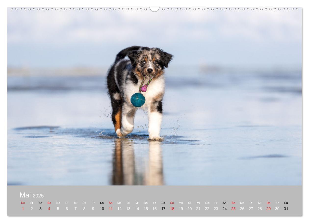 Bild: 9783435667543 | Australian Shepherd 2025 (hochwertiger Premium Wandkalender 2025...