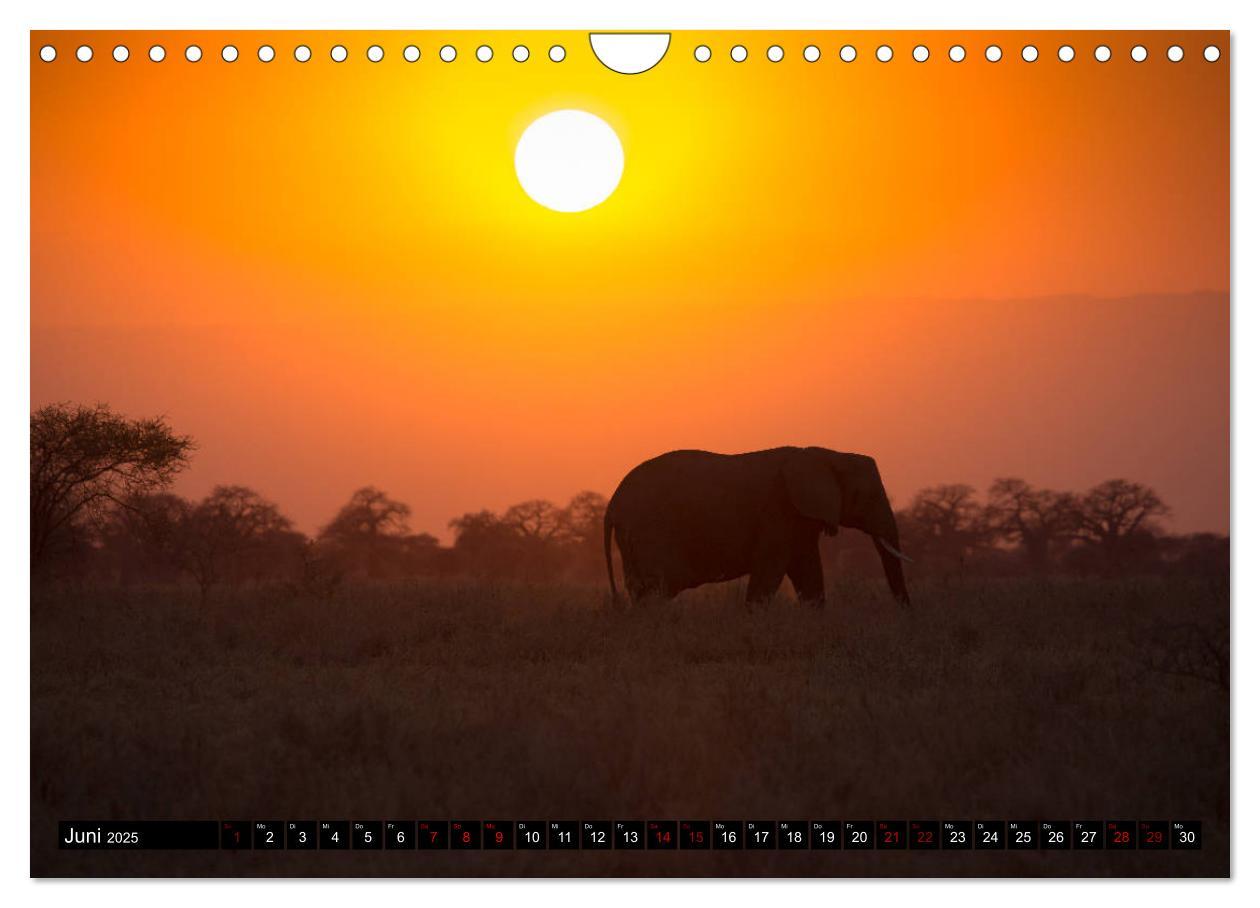 Bild: 9783435342563 | Tansania - Tierwanderung in der Serengeti (Wandkalender 2025 DIN A4...