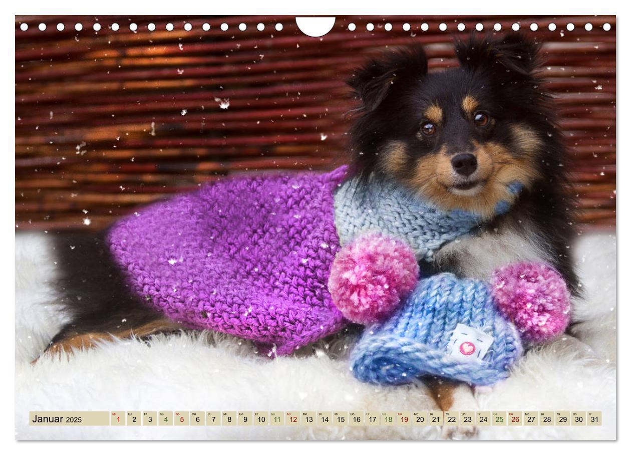 Bild: 9783435423705 | SHELTIES Liebe auf 4 Pfoten (Wandkalender 2025 DIN A4 quer),...