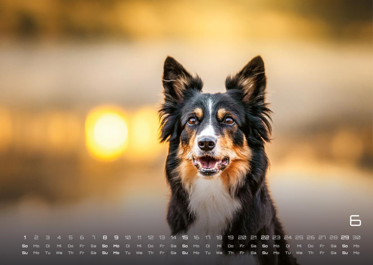 Bild: 9783986733919 | Wuff - Unsere Vierbeiner - Der Hundekalender- 2025 - Kalender DIN A3