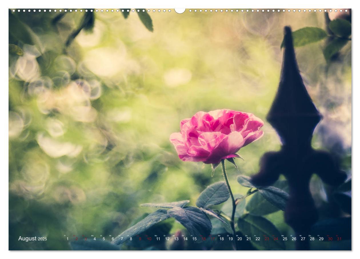 Bild: 9783435390380 | Die Welt der Alten Rosen (Wandkalender 2025 DIN A2 quer), CALVENDO...