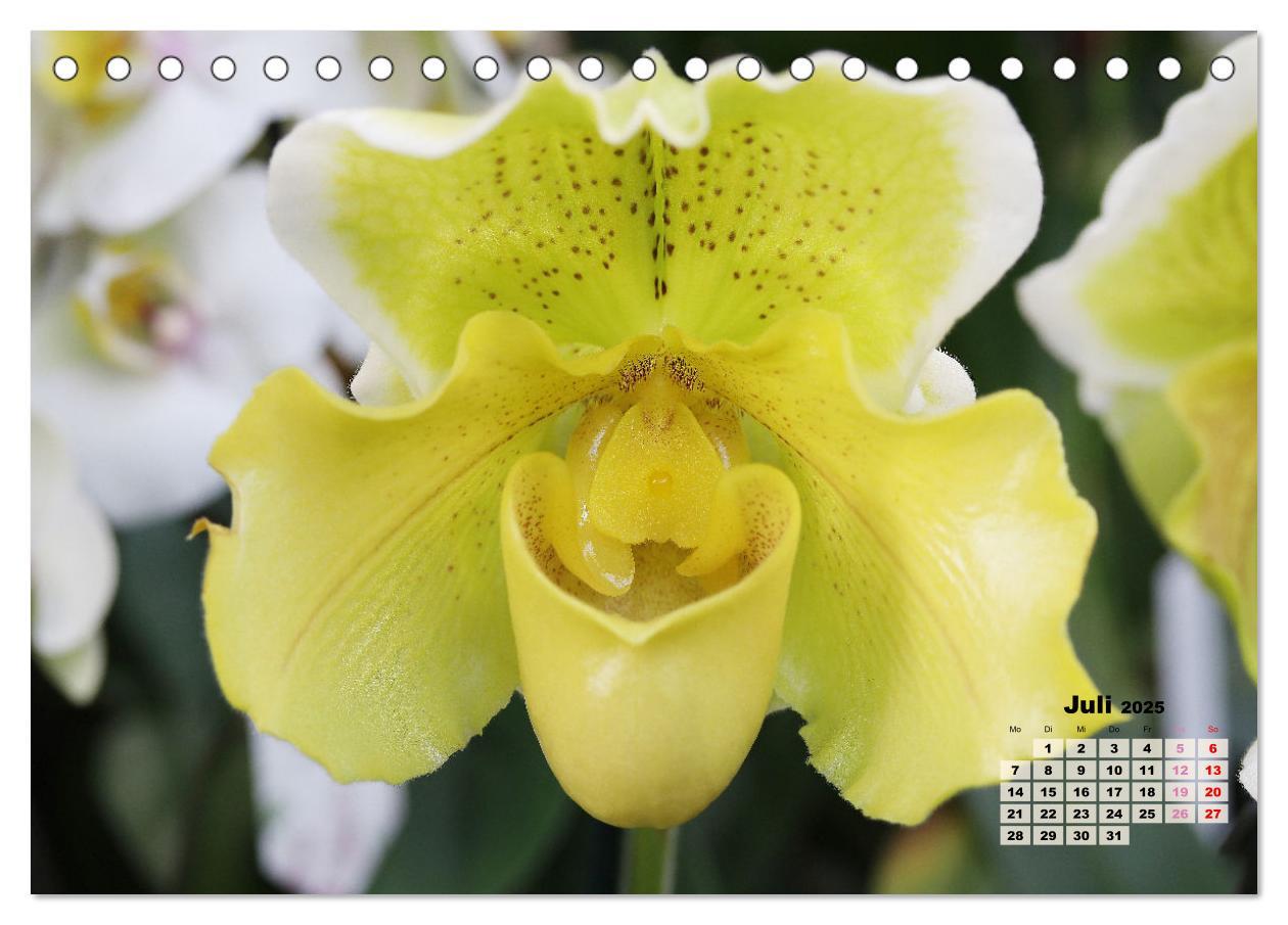 Bild: 9783383914799 | Schönste Orchideen (Tischkalender 2025 DIN A5 quer), CALVENDO...