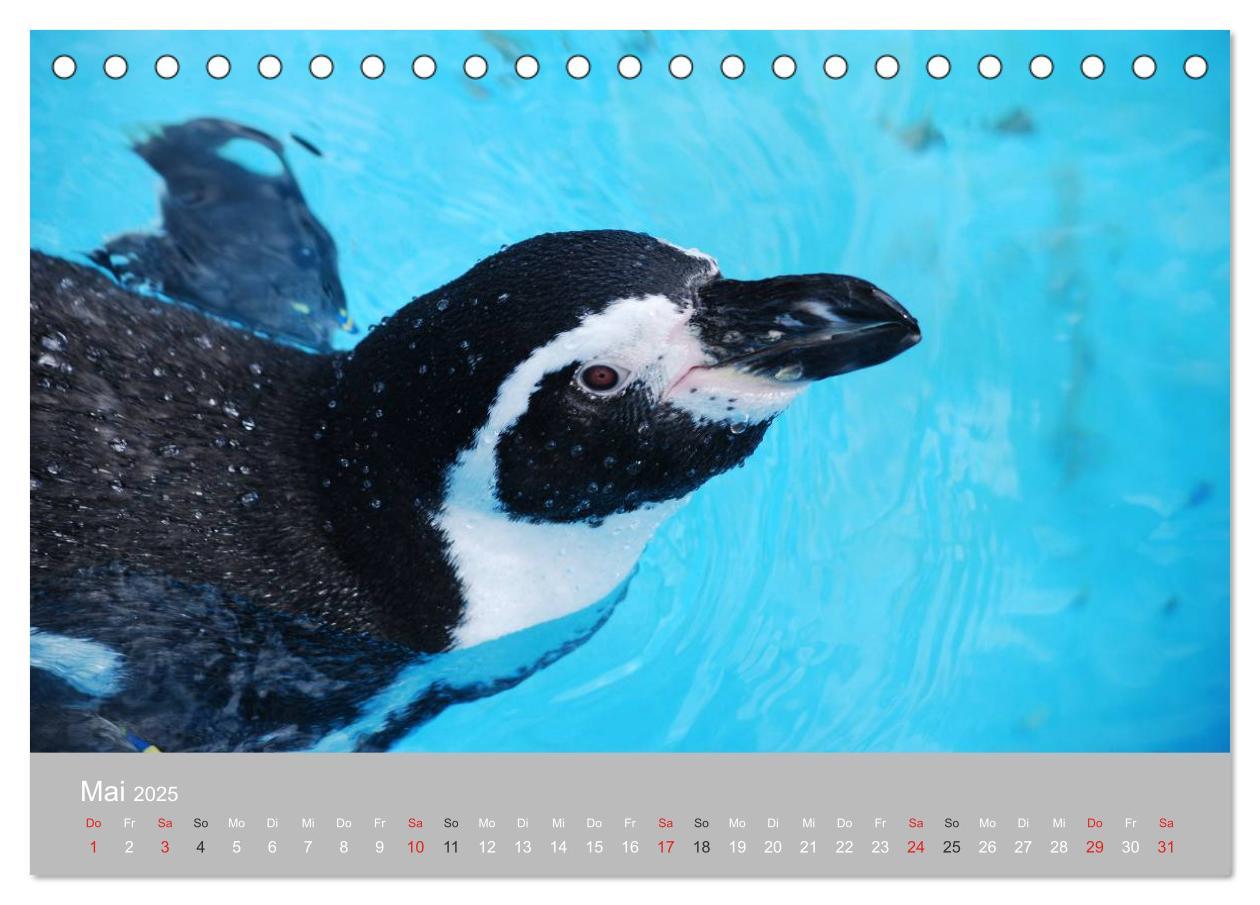 Bild: 9783435789092 | Pinguine 2025 (Tischkalender 2025 DIN A5 quer), CALVENDO...