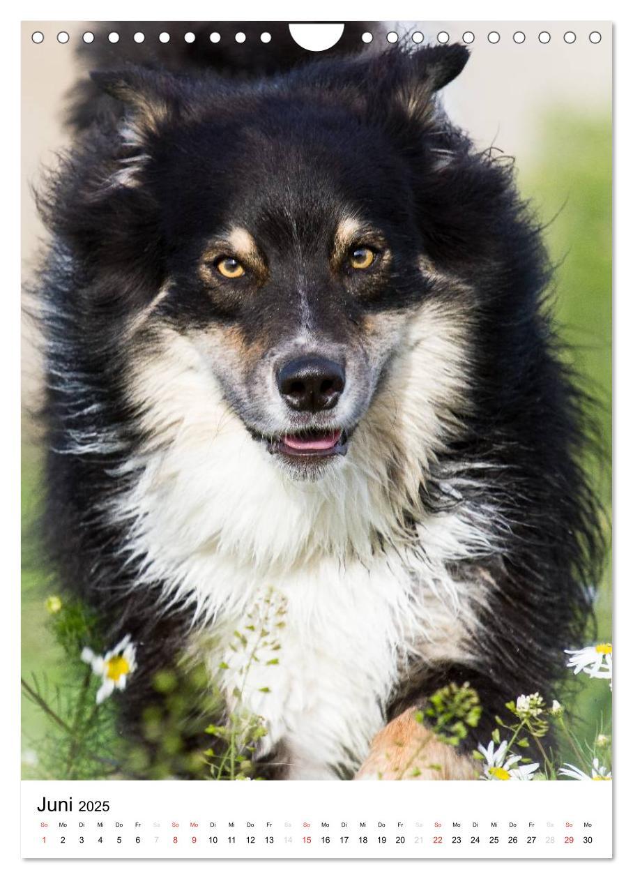 Bild: 9783457061046 | Australian Shepherd ¿ Mit dem Aussie unterwegs (Wandkalender 2025...