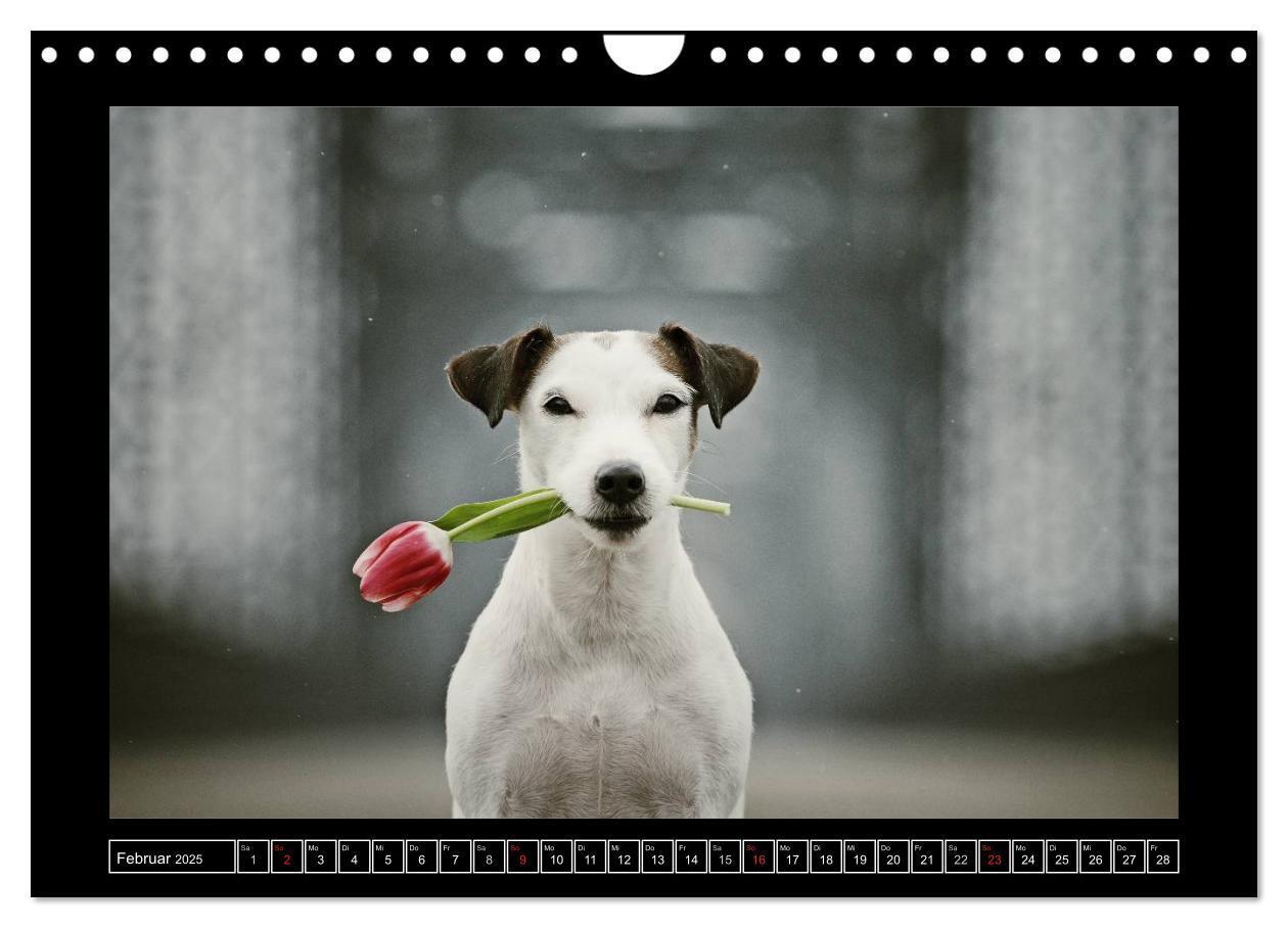 Bild: 9783435758555 | Parson Russell Terrier (Wandkalender 2025 DIN A4 quer), CALVENDO...