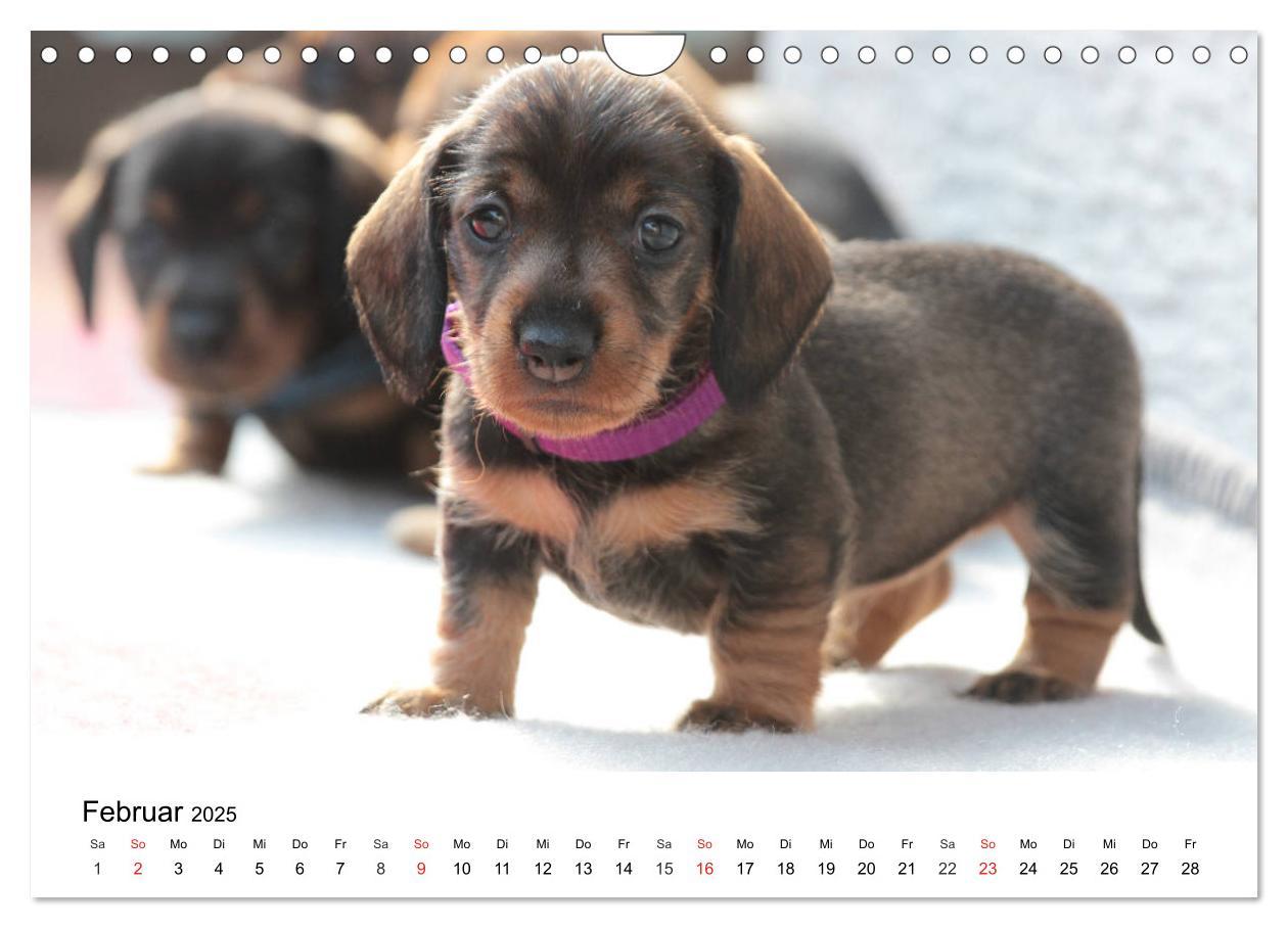 Bild: 9783435173419 | Ein Dackelkind blickt zurück (Wandkalender 2025 DIN A4 quer),...