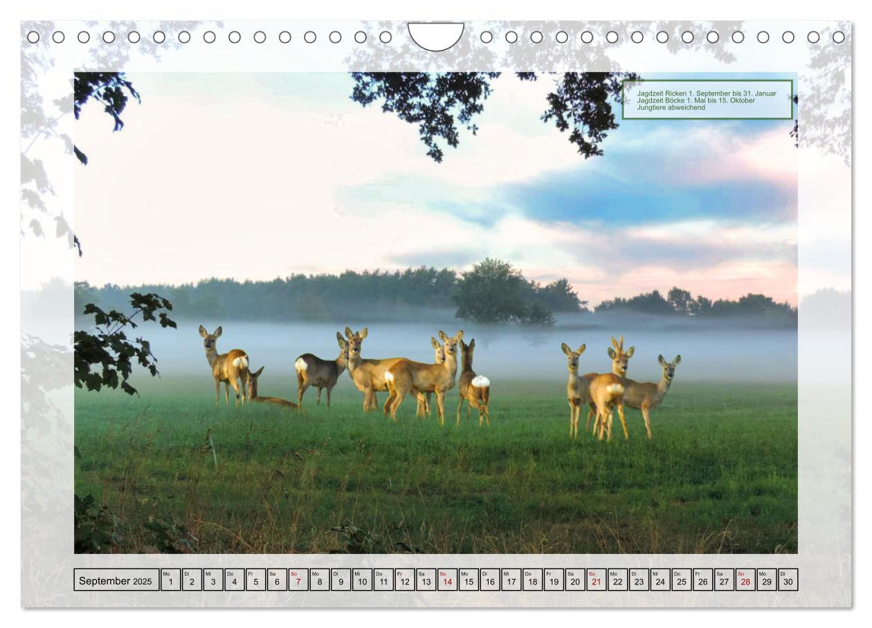 Bild: 9783383863400 | Deutsches Jagdwild - Waidmannsheil (Wandkalender 2025 DIN A4 quer),...