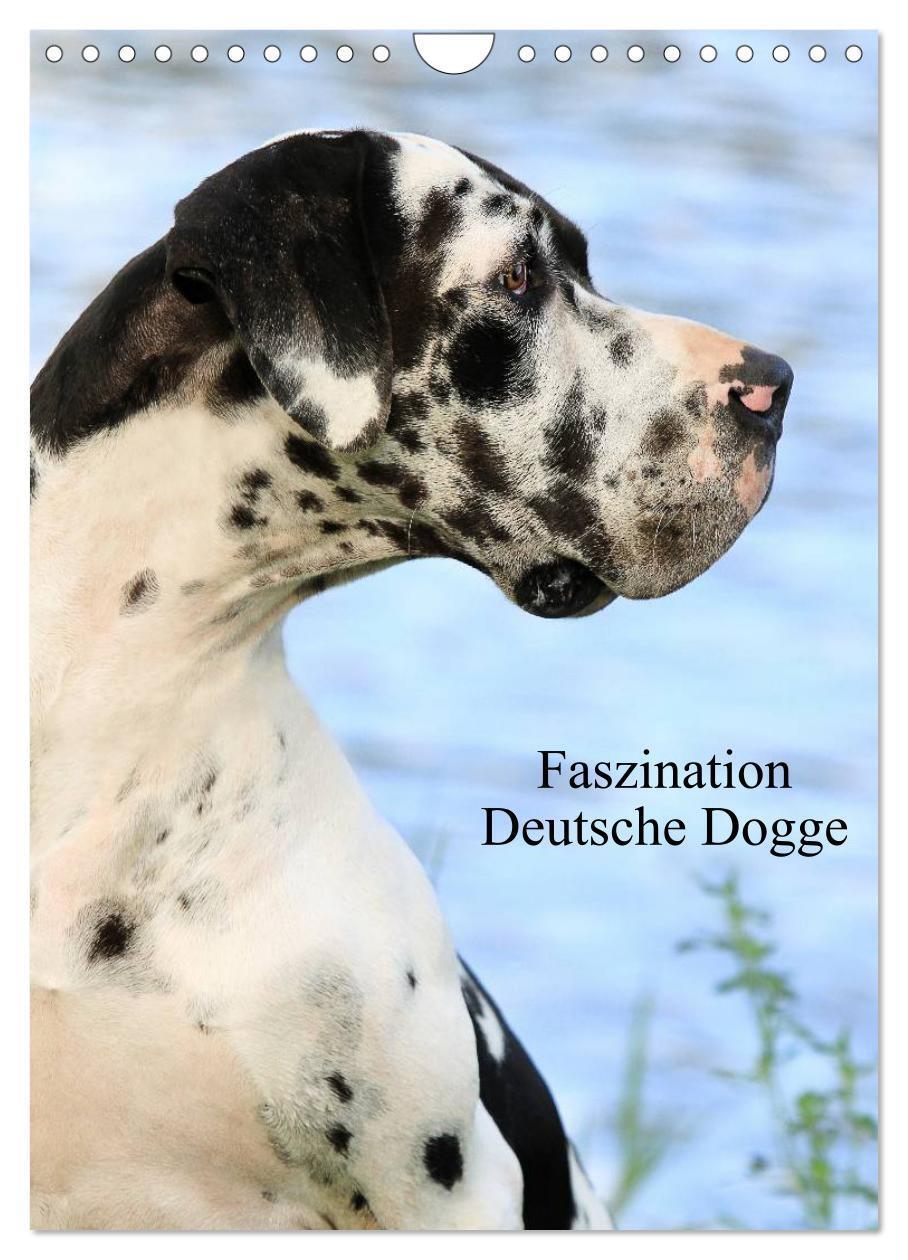 Cover: 9783457013045 | Faszination Deutsche Dogge (Wandkalender 2025 DIN A4 hoch),...