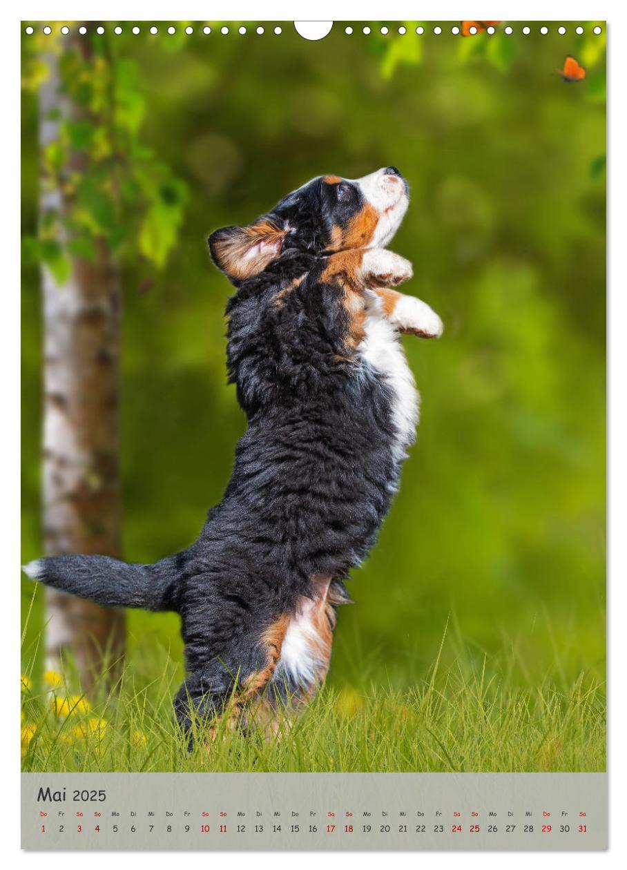 Bild: 9783457159194 | Berner Sennenhund - Ein Hund für alle Fälle (Wandkalender 2025 DIN...