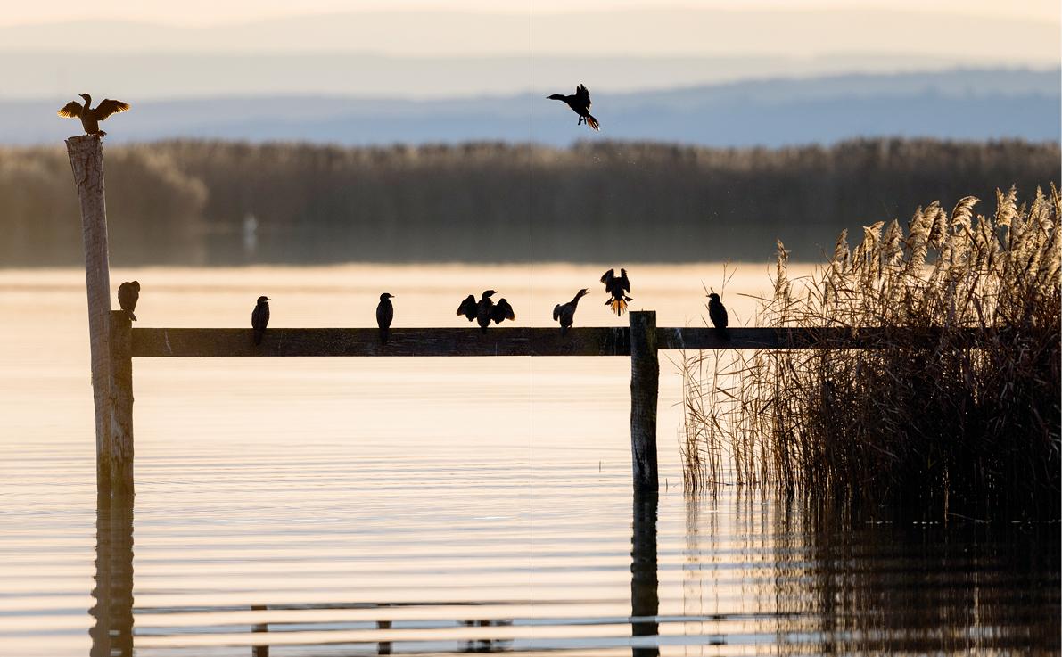 Bild: 9783710402838 | Unsere Vogelwelt | Heimische Arten und ihre Geheimnisse entdecken