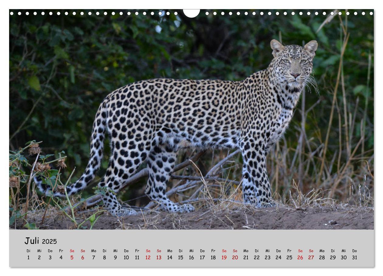 Bild: 9783435365753 | Leoparden - groß und klein (Wandkalender 2025 DIN A3 quer),...