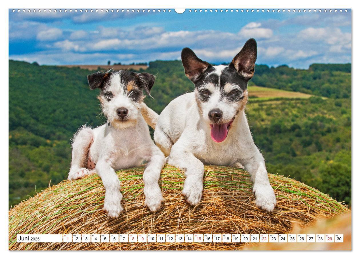 Bild: 9783435245499 | 100000 Volt auf vier Pfoten - Jack und Parson Russell Terrier...