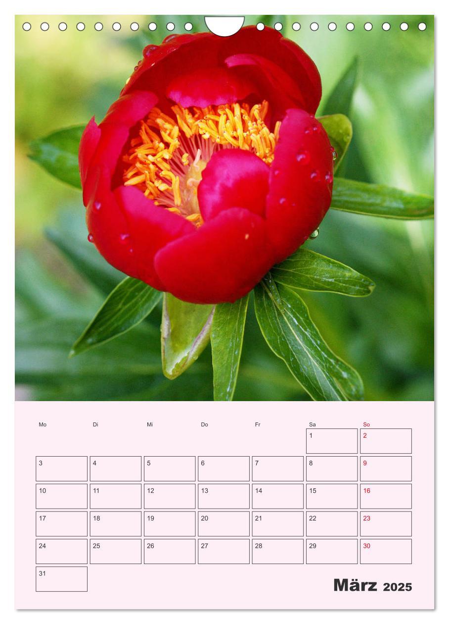 Bild: 9783435971886 | Pfingstrosen Rosen ohne Dornen (Wandkalender 2025 DIN A4 hoch),...