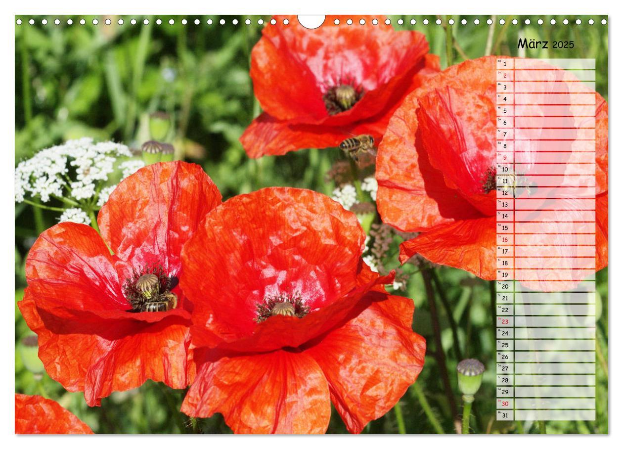 Bild: 9783435288137 | Klatschmohn im Feld (Wandkalender 2025 DIN A3 quer), CALVENDO...