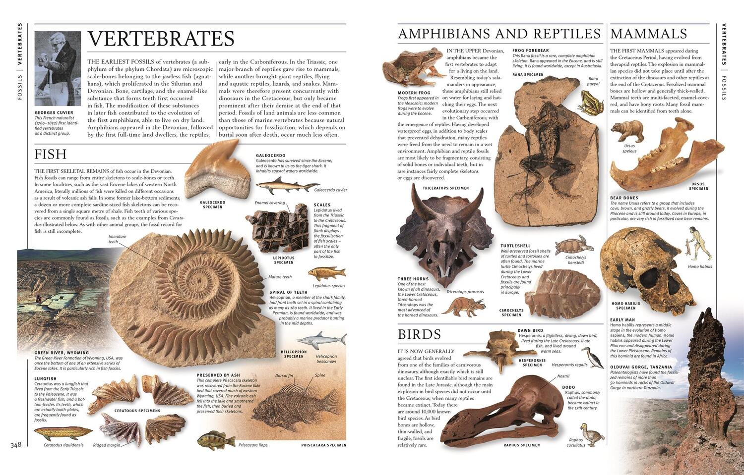 Bild: 9783831048069 | Steine &amp; Mineralien | Ronald L. Bonewitz | Buch | 360 S. | Deutsch