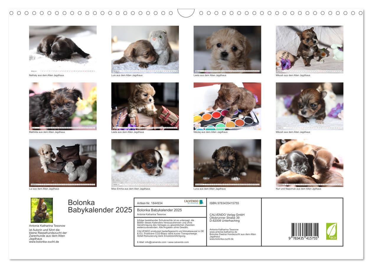 Bild: 9783435415755 | Bolonka Babykalender 2025 (Wandkalender 2025 DIN A3 quer), CALVENDO...