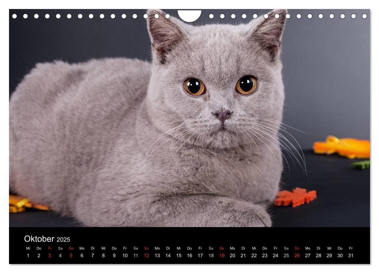 Bild: 9783435833924 | Britisch Kurzhaar Katzen (Wandkalender 2025 DIN A4 quer), CALVENDO...