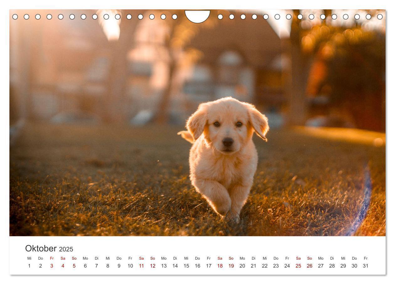 Bild: 9783383942235 | Golden Retriever - Die treuen Begleiter. (Wandkalender 2025 DIN A4...