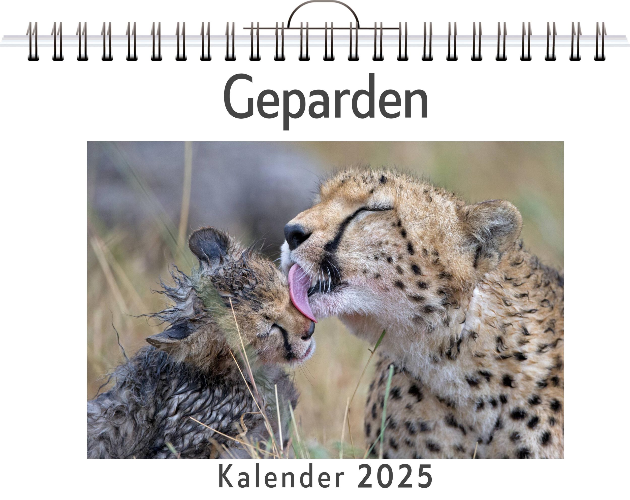 Cover: 9783759124401 | Geparden | Isabella Scholz | Kalender | Kalender | 14 S. | Deutsch