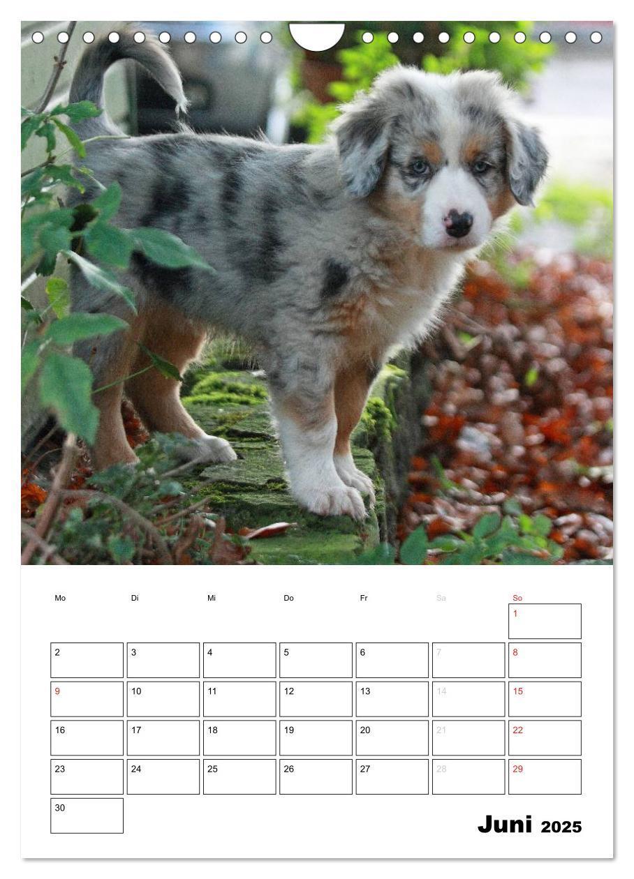 Bild: 9783457080658 | Australian Shepherd (Wandkalender 2025 DIN A4 hoch), CALVENDO...